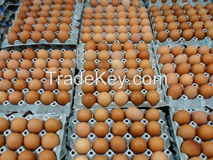 Chicken Origin and Egg Product Type broiler chicken eggs for sale at great rates