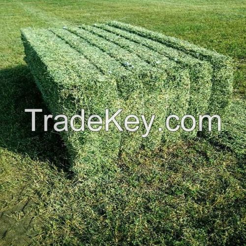 Alfalfa Hay Bales 250KG