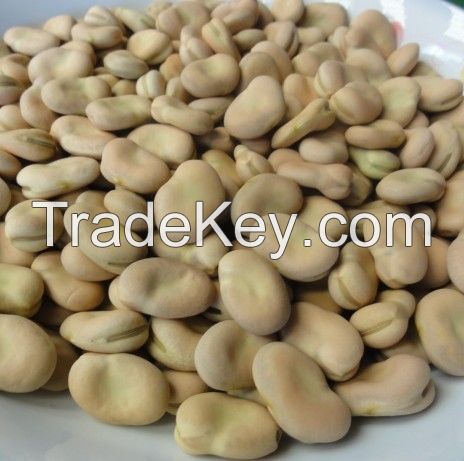 High Quality Dried Broad Bean / Fava Bean / Horse beans