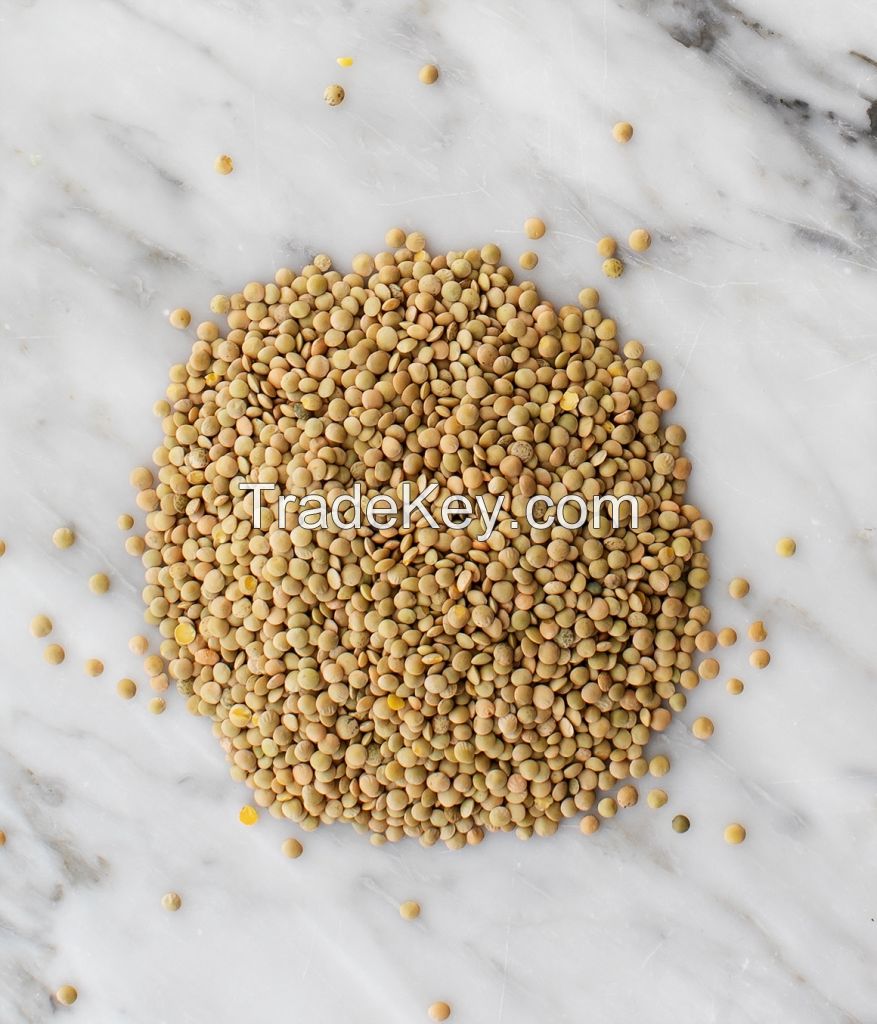 Quality Green Lentils, Crimson lentils For sale, Red Lentils Price