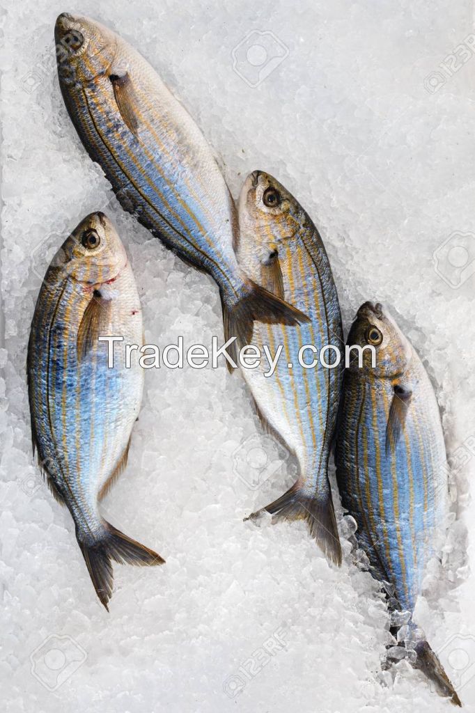 Frozen IQF Pacific horse mackerel roller fillet blue mackerel sea trout bass mackerel lure fish manufacturers