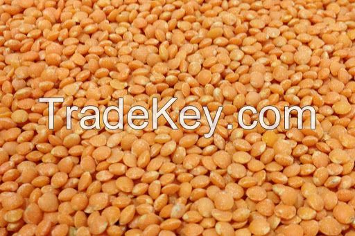 Organic Whole Lentil Seeds available at great rates