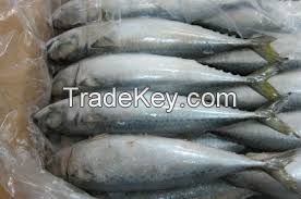 Fresh Frozen Chum Salmon Fillet Fish available at great rates