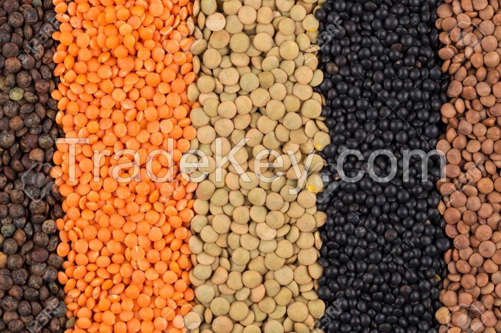 High Quality Bulk Dried Whole Green and Red Lentils