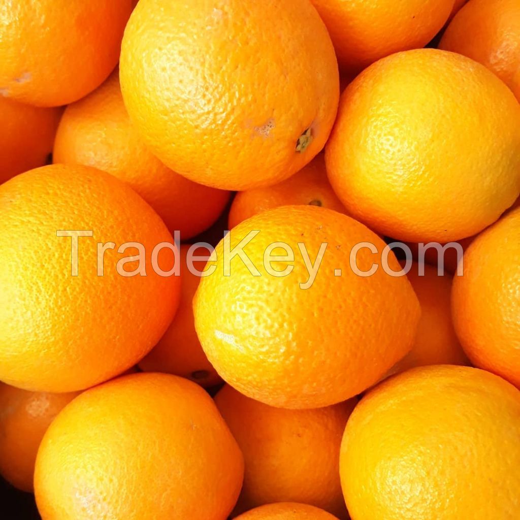 Wholesale Italian Fresh Oranges Fresh Fruit Navel Orange