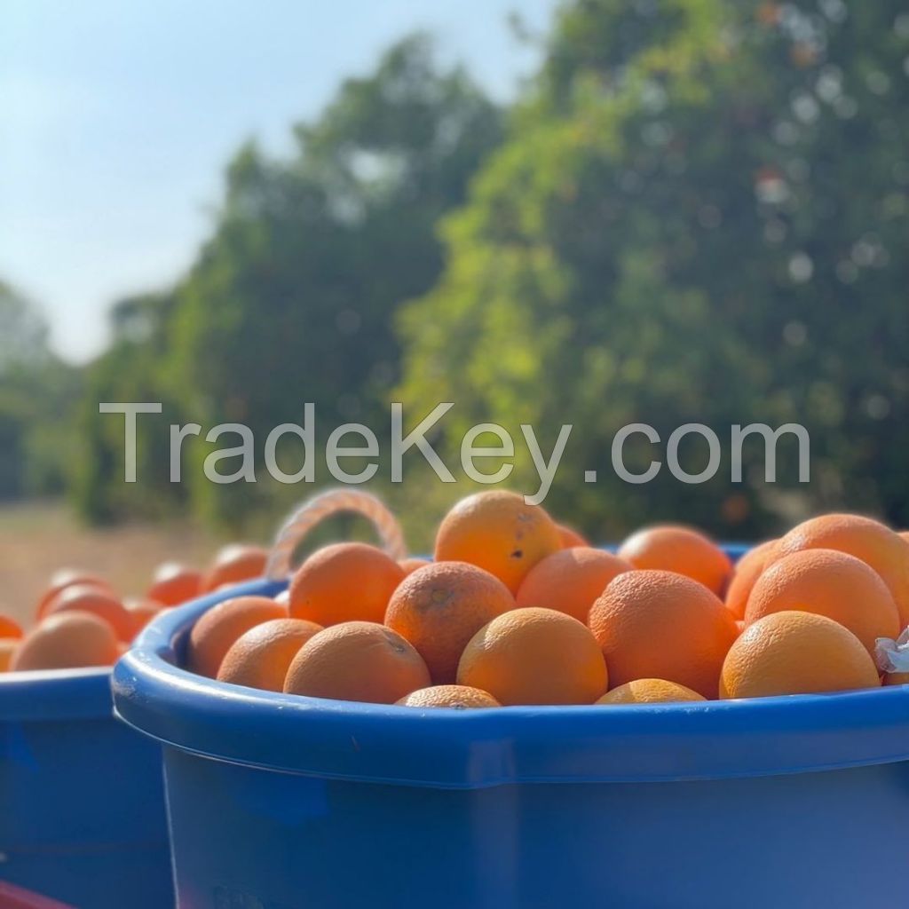 Wholesale Italian Fresh Oranges Fresh Fruit Navel Orange