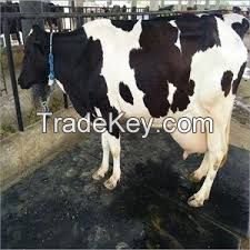 Very Healthy Holstein Heifers Fowl for sale Very Affordable