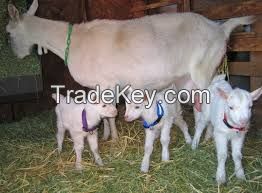 Boer Goat Fowl for sale