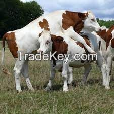 Fowl & Livestock Fattening Beef Bulls/Hereford /Charolais /Limousin /Belgian Blue /Aberdeen Angus