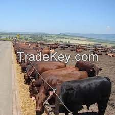 Fowl & Livestock Fattening Beef Bulls/Hereford /Charolais /Limousin /Belgian Blue /Aberdeen Angus