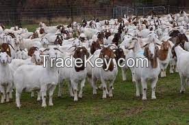 Boer Goat Fowl for sale