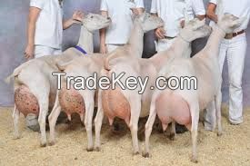 Boer Goat Fowl for sale