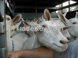 Saanen goats for sale in fowl & Livestock