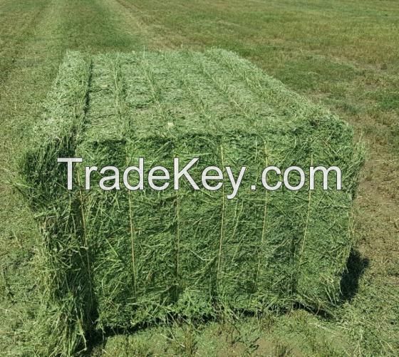 Alfalfa Hay Bales 250KG