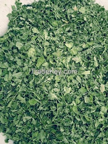 SVM EXPORTS MORINGA DRIED LEAVES