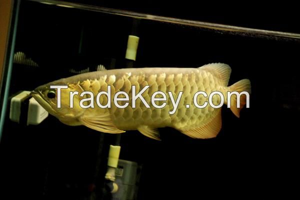 Arowana  and other ornamental Fish for sale