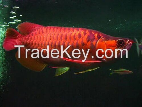 Arowana  and other ornamental Fish for sale