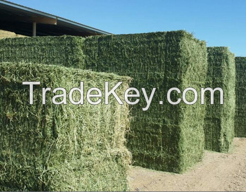 Rhodes Grass Hay and Alfalfa Hay 