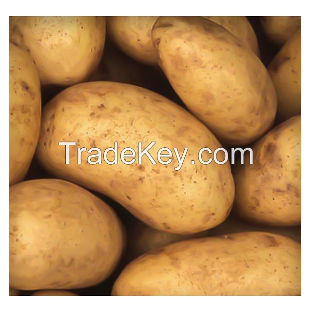 Fresh Yellow Potato At best Price 