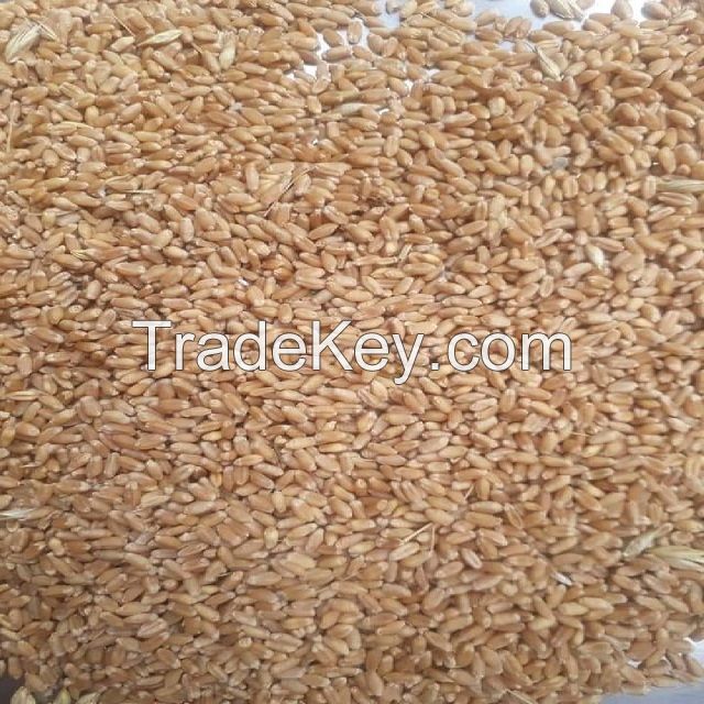 Natural dry wheat grains for sale