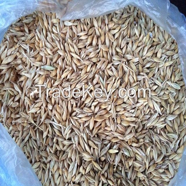 Animal Feed and Human Consumption Dried Wheat Grain for Wholesale