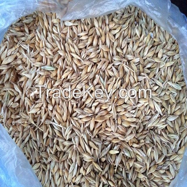 Wholesale Bulk Organic Bulgur Wheat Grain For Cheap Price