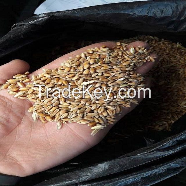 Natural dry wheat grains for sale