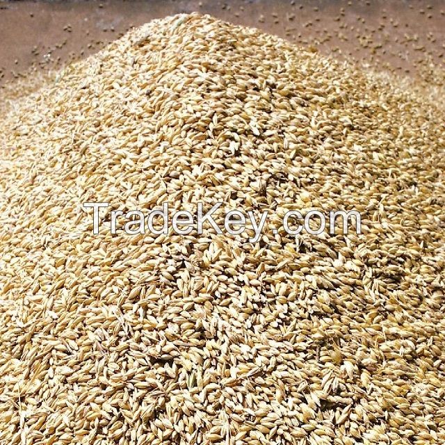 Animal Feed and Human Consumption Dried Wheat Grain for Wholesale