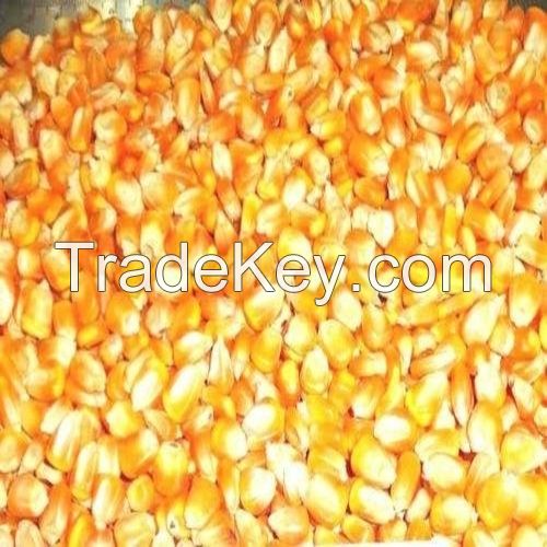Non-Gmo  Corn