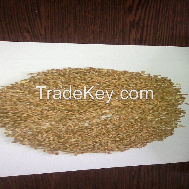 Animal Feed and Human Consumption Dried Wheat Grain for Wholesale