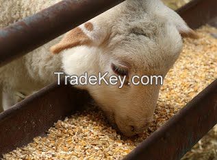 SOY BEAN MEAL HIGH QUALITY WITH BEST PRICE FOR ANIMALS