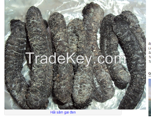 Sea Cucumber