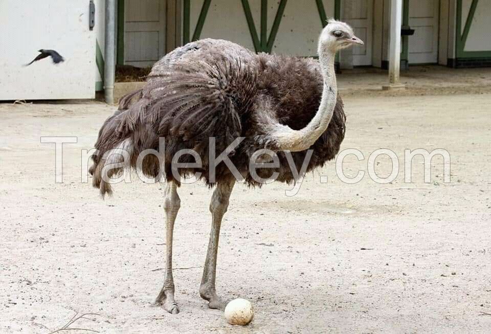 ostrich egg