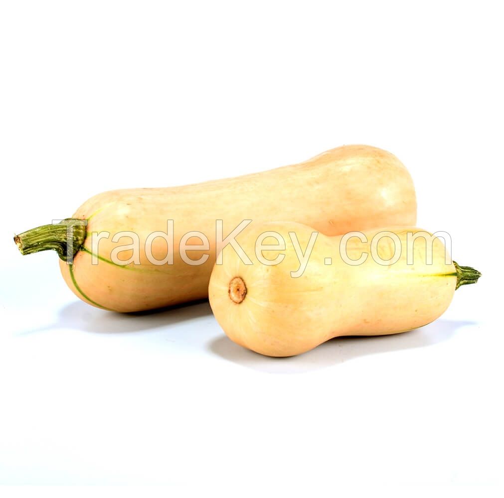 Nutritive Fresh and Quality Butternut  For Wholesale
