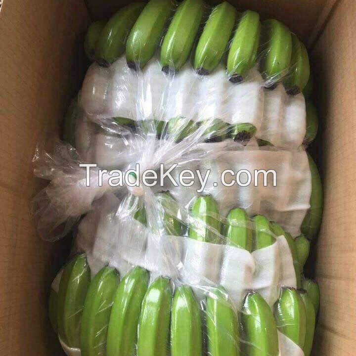 Green Cavendish Bananas