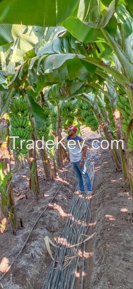 Green Cavendish Bananas