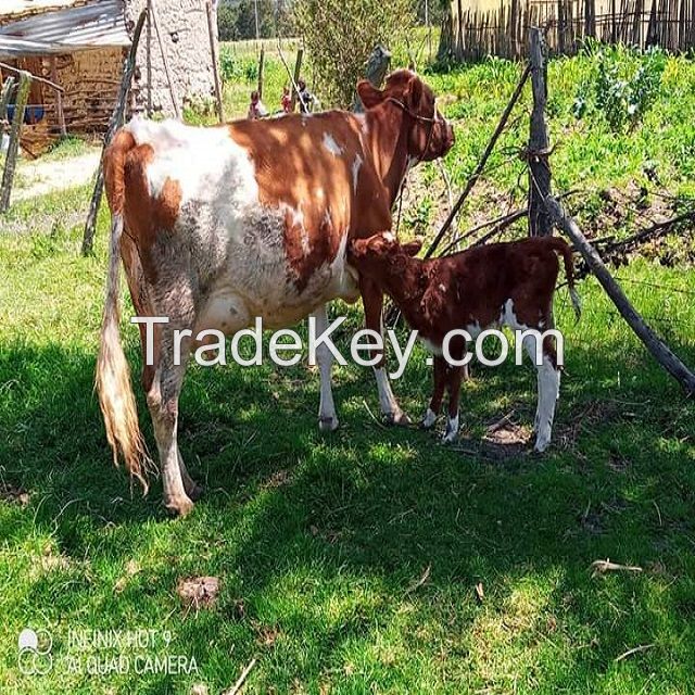 pregnant Dutch Holstein-Friesian cattle 