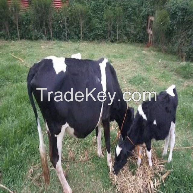 pregnant Dutch Holstein-Friesian cattle 