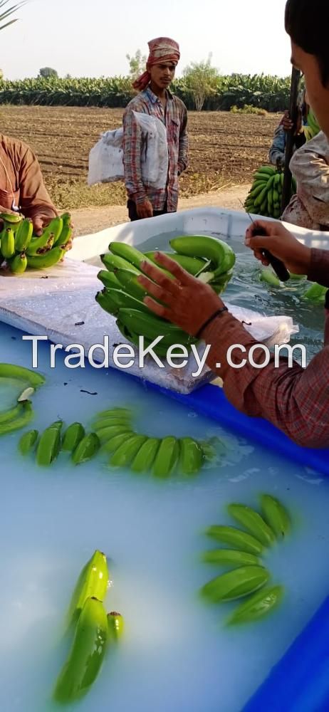 Green Cavendish Bananas