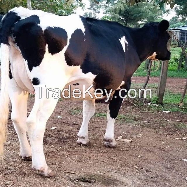 pregnant Dutch Holstein-Friesian cattle