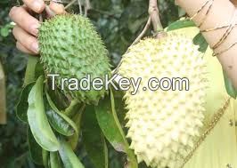 South Africa  Soursop