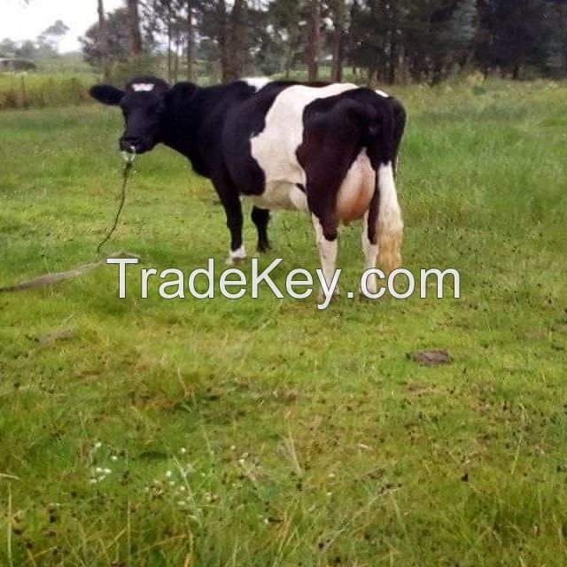 pregnant Dutch Holstein-Friesian cattle