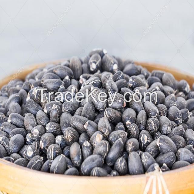 Jatropha Seeds