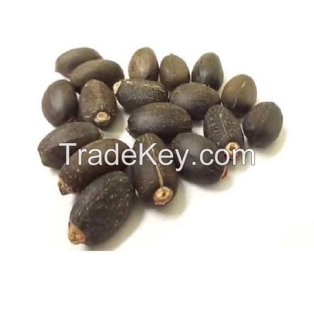 Jatropha Seeds