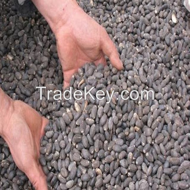 Jatropha Seeds