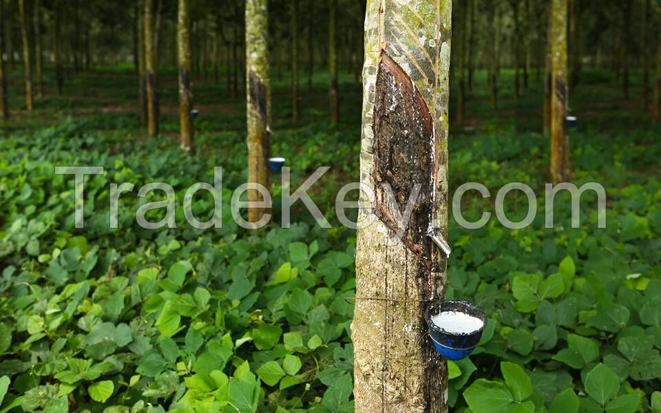Natural Raw Rubber Latex