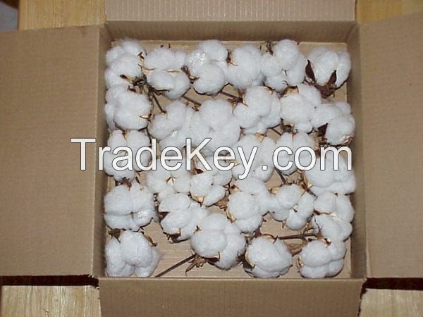 Raw Cotton