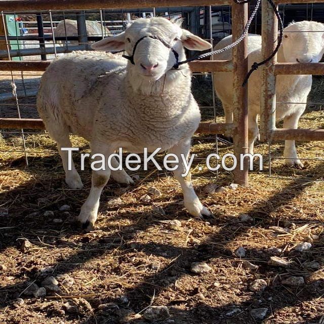 Lambs, dorset , texel and dorper sheeps