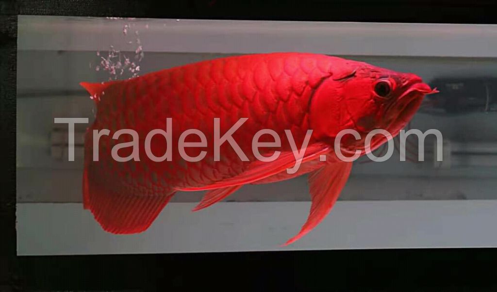 Arowana fish