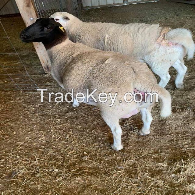 Lambs, dorset , texel and dorper sheeps
